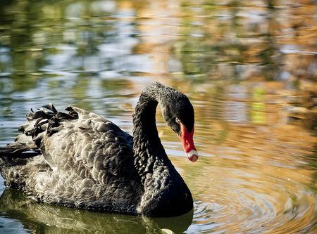 Black swan swimming in a colorful waterの写真素材