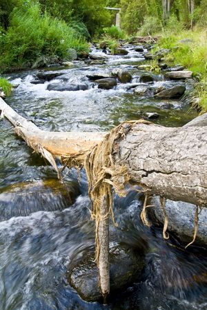 Fallen tree trunk over the riverの写真素材