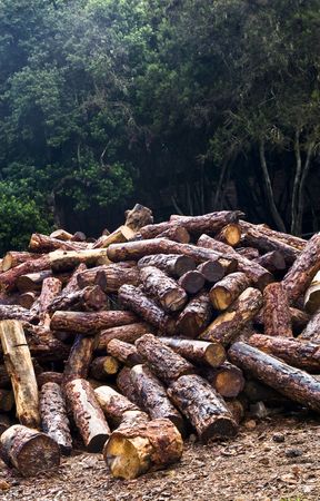 A forest and its future, a bunch of logs.の写真素材