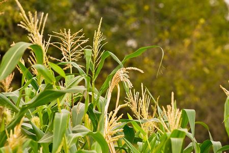 Cereal spikes in agricultural background.