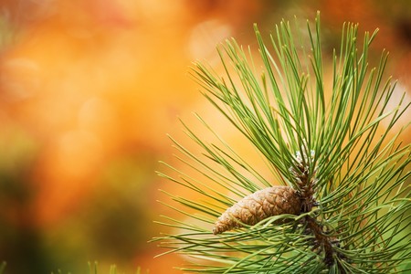 Typical Xmas tree in detail.