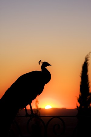 Peacock on sunsetの写真素材