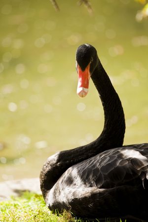 Young black swan staring at camera.の写真素材