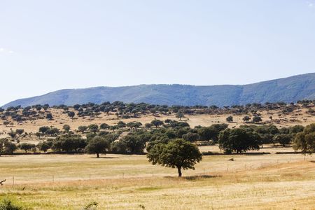 Spanish dry landscape called dehesaの写真素材
