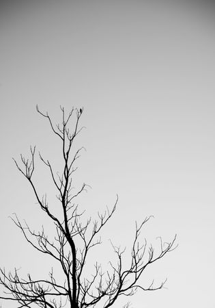 Dead branch against blue sky.の写真素材