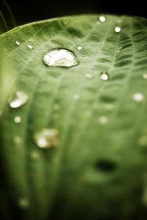 Macro shot of drops over green leafの写真素材