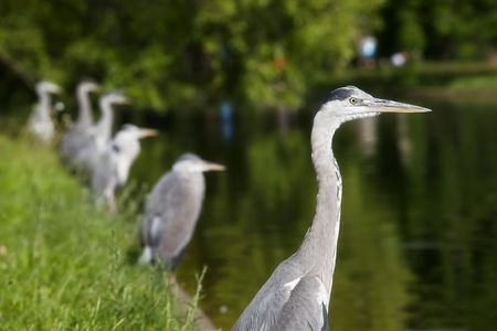 Several great blue herons resting on the lake shoreの写真素材