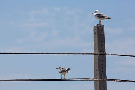 Two staggered seagulls, one on a concrete pole and the other on a telephone cable.