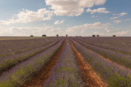 Lavender fields in Brihuega, Guadalajara province, Spainの写真素材