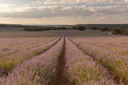Lavender fields in Brihuega province of Guadalajara, Spainの写真素材