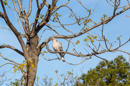 Pigeon with spots on its feathers perched on a tree branch in Lo Morant park Alicante, Spainの写真素材
