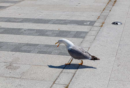 Seagull in heat squawking walking along the promenade towards the sea in Cangas de Morrazo, Pontevedra province, Autonomous Community of Galicia, Spainの写真素材