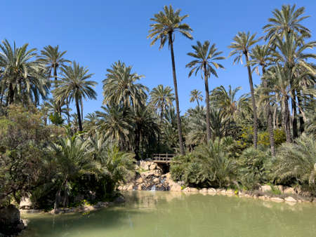 Panoramic view of El Palmeral Park in Alicante, Spainの写真素材