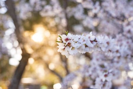 almond leaves in bloom at sunsetの写真素材
