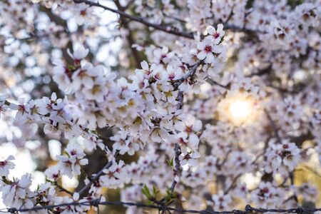 almond leaves in bloom at sunsetの写真素材