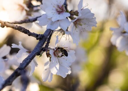 almond leaves in bloom at sunsetの写真素材