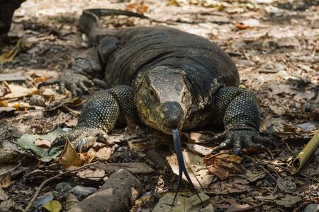 Crawling gigantic common water monitor, varanus salvator lizard in jungle, forest, woods, thailand,...
