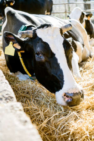 Close up of healthy beautiful looking Holstein cow lying down on a bed of hay in semi open air stable. Friendly gentle look warmthの写真素材