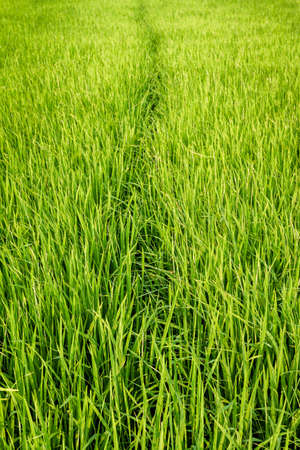 Two fields of rice crops meet and draw a natural path between them, feels like a paintingの写真素材