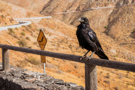 A crow sits on a wood rail in a viewpoint where people can look at the dry mountain slopes of fuerteventura. Many tourists feed the squirrels that live there. As the sign next to the crow says, it is not recommended to feed the animalsの写真素材