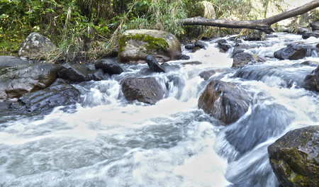 Flowing stream in the forestの写真素材