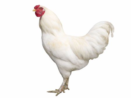 Proud white cock isolated on whiteの写真素材