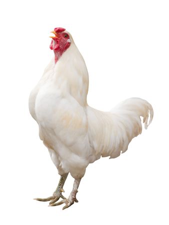 white cock crowing isolated on whiteの写真素材