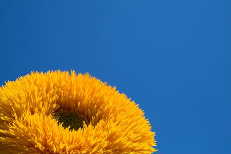 sunflower against a clear blue skyの写真素材
