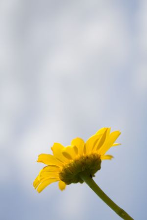 Yellow Marigold against a cloudy skyの写真素材