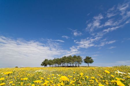 Spring landscape in Alentejo, Portugal.  の写真素材