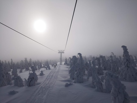 Snowdrop in Winterの写真素材