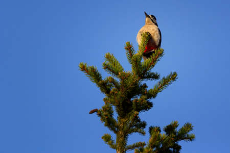 The great spotted woodpecker is a medium-sized woodpecker with pied black and white plumage and a red patch on the lower belly.の写真素材