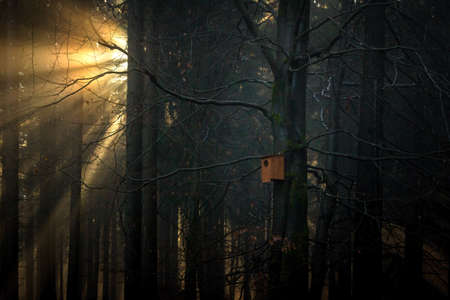 Nest boxes are most frequently utilized for birds, in which case they are also called birdhouses or a birdbox, bird box, but some mammalian species such as bats may also use them.の写真素材