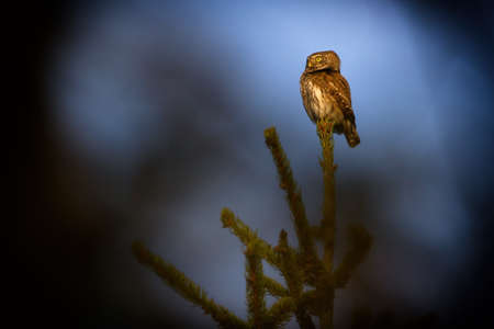 The Eurasian pygmy owl is the smallest owl in Europe.の写真素材