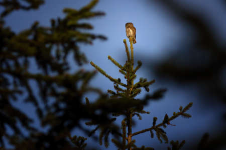 The Eurasian pygmy owl is the smallest owl in Europe.