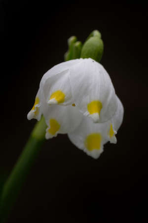 "Spring snowflake" redirects here. For the moth with this name, see Heterocampa benitensis.の写真素材