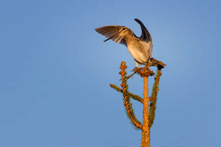 The common snipe (Gallinago gallinago) is a small, stocky wader native to the Old World.の写真素材