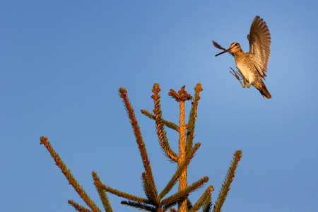 The common snipe Gallinago gallinago is a small, stocky wader native to the Old World.の写真素材