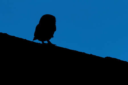 Little owl - Athene noctua, also known as the owl of Athena or owl of Minervaの写真素材