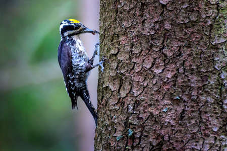 The Eurasian three-toed woodpecker (Picoides tridactylus) is a medium-sized woodpecker that is found...
