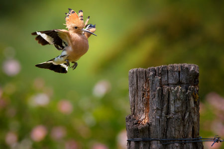 The Eurasian hoopoe (Upupa epops) is the most widespread species of the genus Upupa, native to Europe.の写真素材