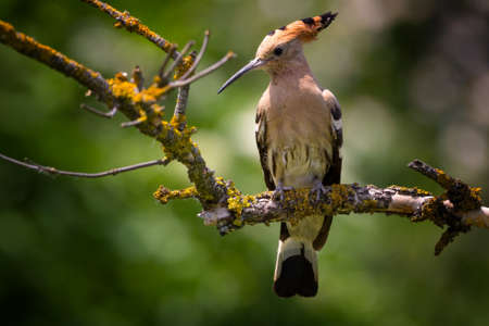 The Eurasian hoopoe (Upupa epops) is the most widespread species of the genus Upupa, native to Europe.の写真素材