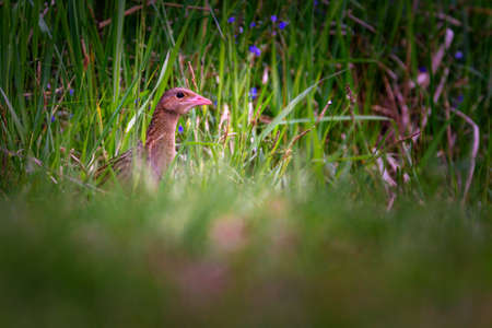 The corn crake, corncrake or landrail is a bird in the rail family