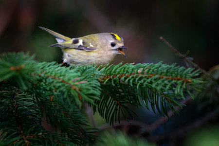 The goldcrest is a very small passerine bird in the kinglet family.の写真素材