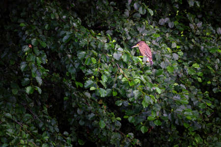 The black-crowned night heron, or black-capped night heron
