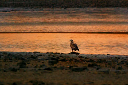 Haliaeetus albicilla is a very large eagleの写真素材
