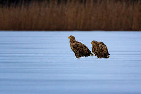 Haliaeetus albicilla is a very large eagle