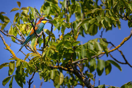 The European bee-eater Merops apiaster is a near passerine bird in the bee-eater family, Meropidae