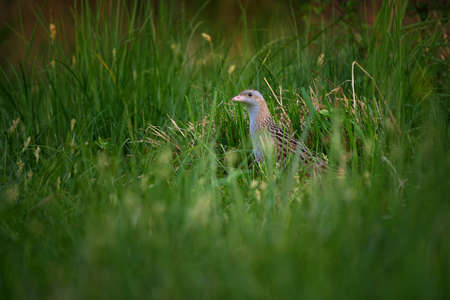 The corn crake in the protected area of Brdy Czech Republicの写真素材