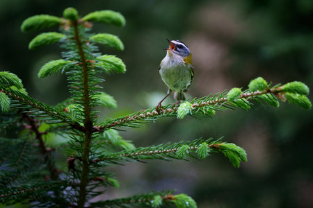 The common firecrest, also known as the firecrestの写真素材